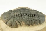 Detailed Reedops Trilobite - Nice Eye Preservation #204080-1